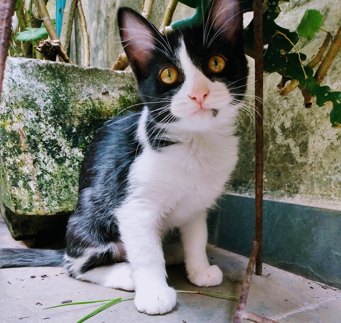 Gato Pequeno para adoção em São Paulo - São Paulo