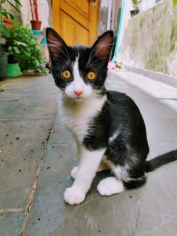 Gato Pequeno para adoção em São Paulo - São Paulo