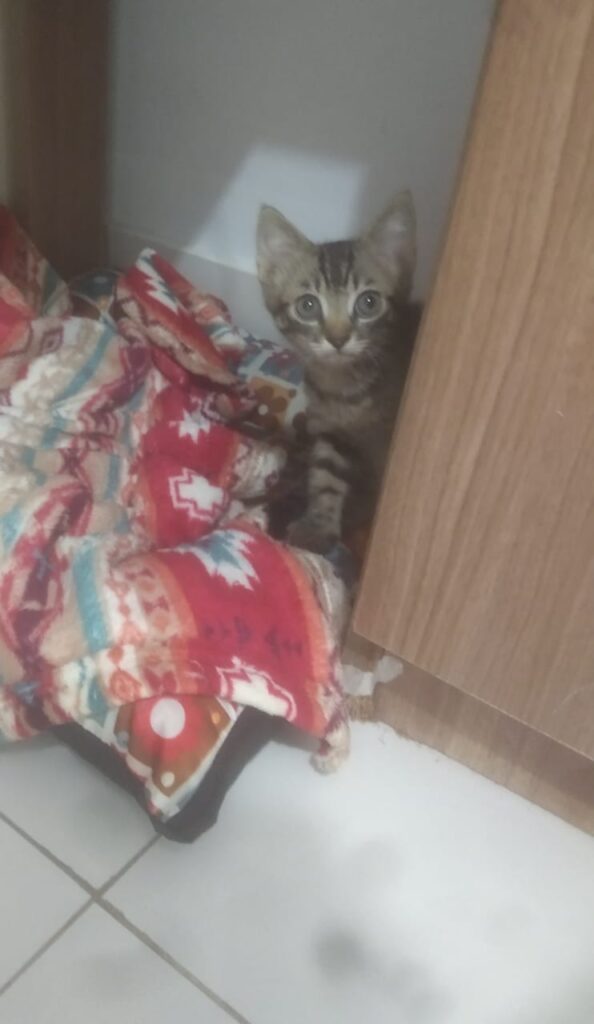 Gato Pequeno para adoção em Aparecida de Goiânia - Goiás