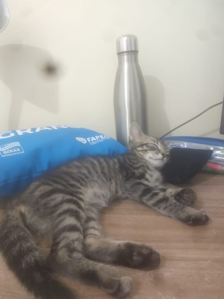 Gato Pequeno para adoção em Aparecida de Goiânia - Goiás