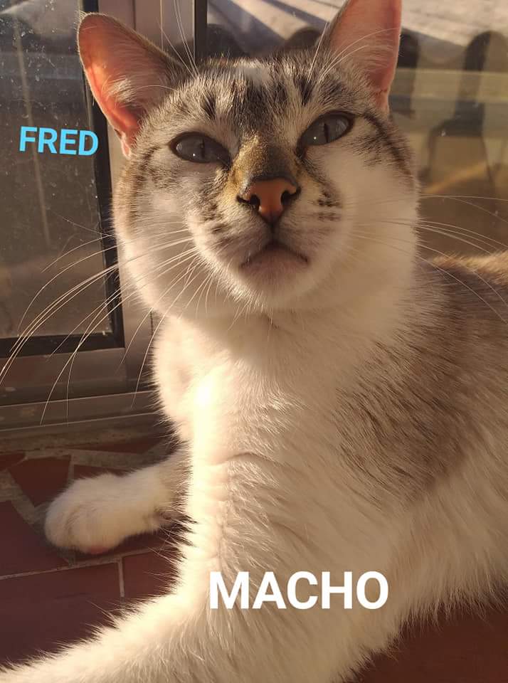 Gato Médio para adoção em São Paulo - São Paulo