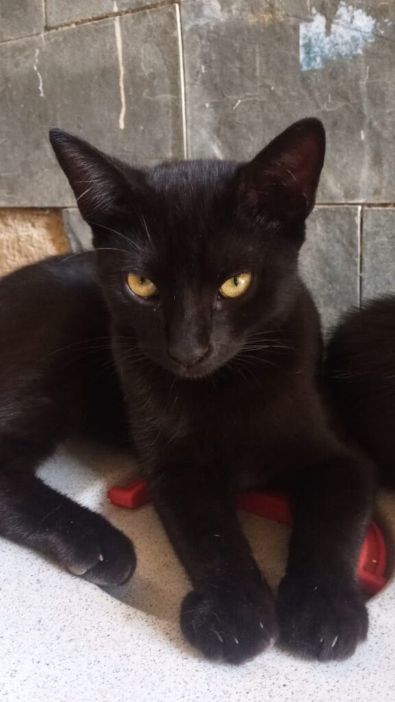 Gato Médio para adoção em Belo Horizonte - Minas Gerais