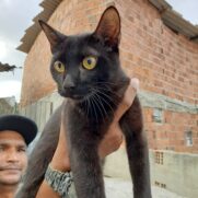 Gato porte pequeno para adoção em Recife - Pernambuco