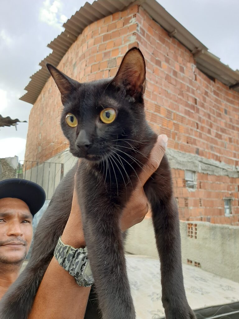 Gato Pequeno para adoção em Recife - Pernambuco