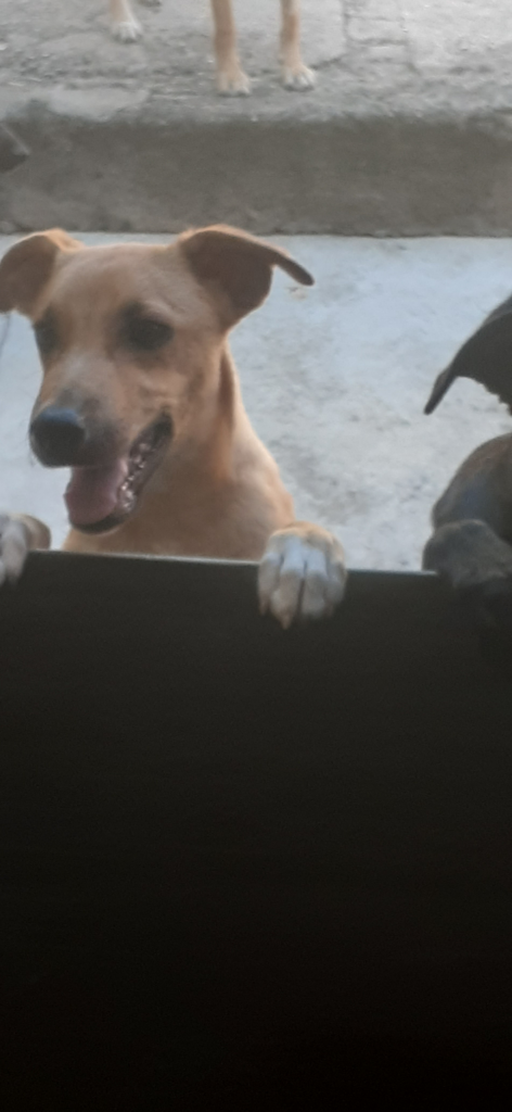 Cachorro Médio para adoção em Sorocaba - São Paulo