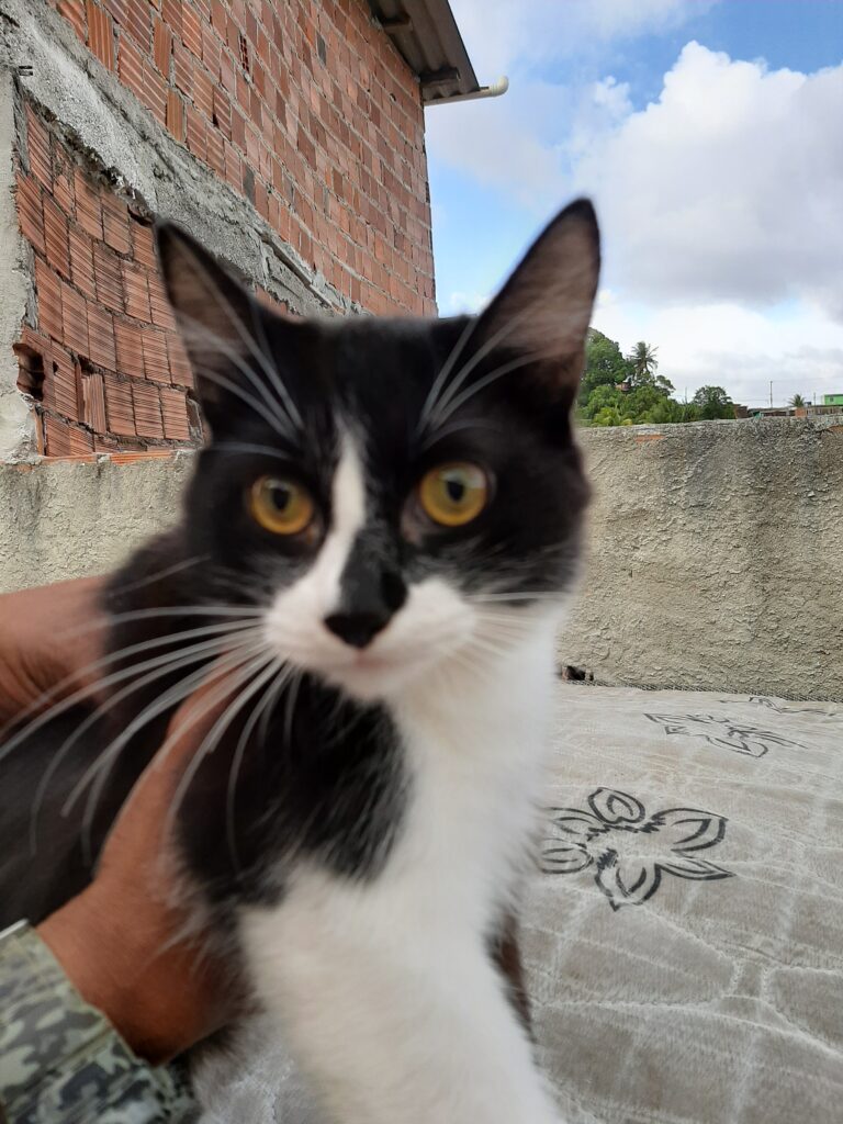 Gato Pequeno para adoção em Recife - Pernambuco