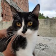 Gato porte pequeno para adoção em Recife - Pernambuco