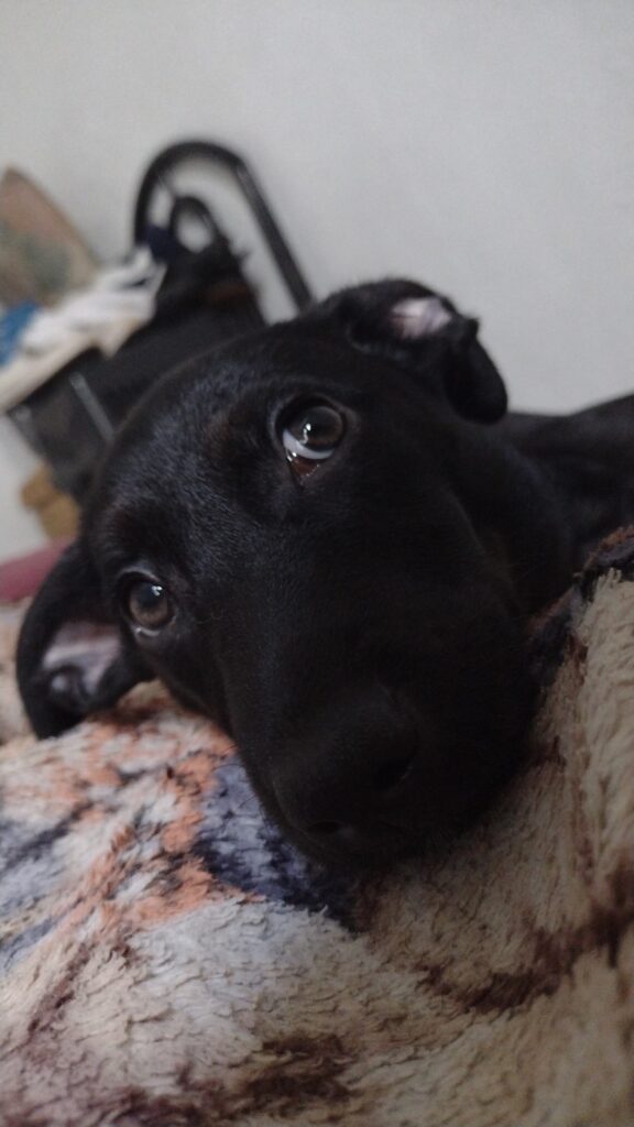 Cachorro Médio para adoção em São Bernardo do Campo - São Paulo