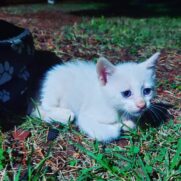 Gato porte pequeno para adoção em Foz do Iguaçu - Paraná