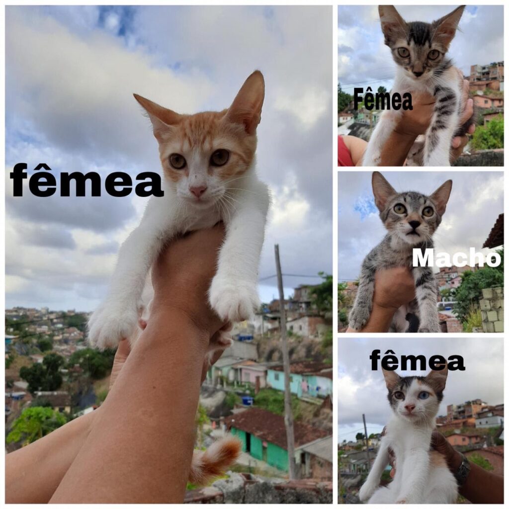 Gato Pequeno para adoção em Recife - Pernambuco