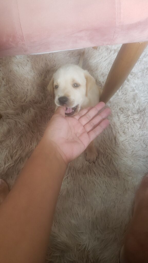 Cachorro Médio para adoção em Belo Horizonte - Minas Gerais