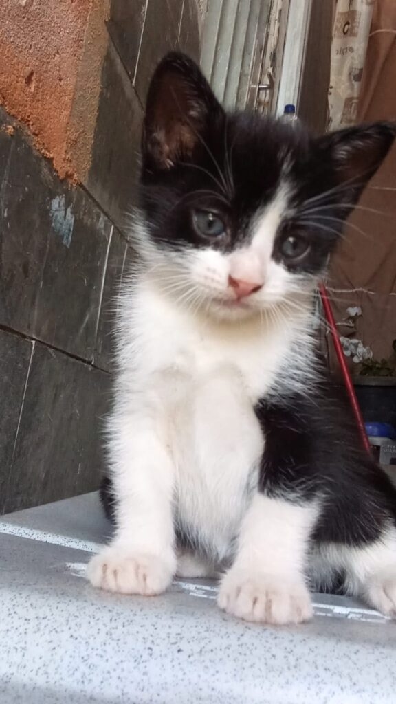 Gato Pequeno para adoção em Belo Horizonte - Minas Gerais