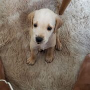 Cachorro porte medio para adoção em Belo Horizonte - Minas Gerais