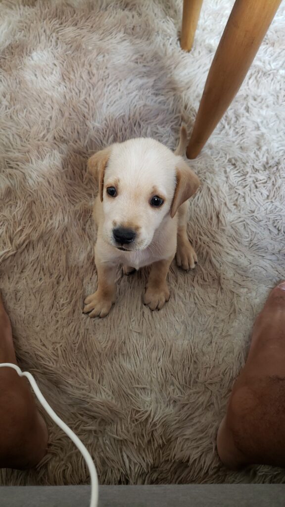 Cachorro Médio para adoção em Belo Horizonte - Minas Gerais