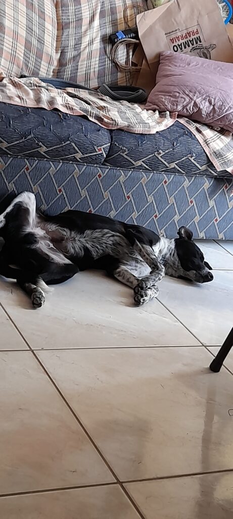 Cachorro Grande para adoção em Cachoeirinha - Rio Grande do Sul