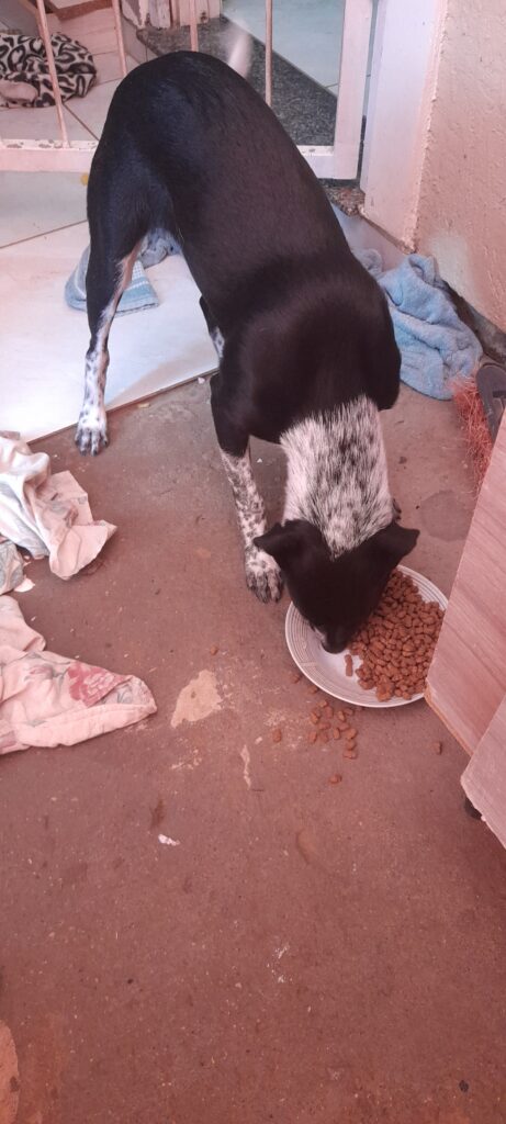 Cachorro Grande para adoção em Cachoeirinha - Rio Grande do Sul