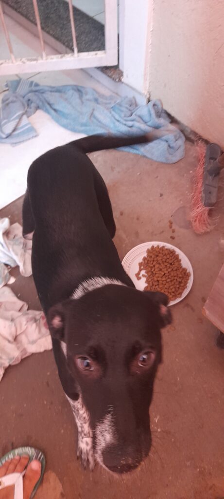 Cachorro Grande para adoção em Cachoeirinha - Rio Grande do Sul