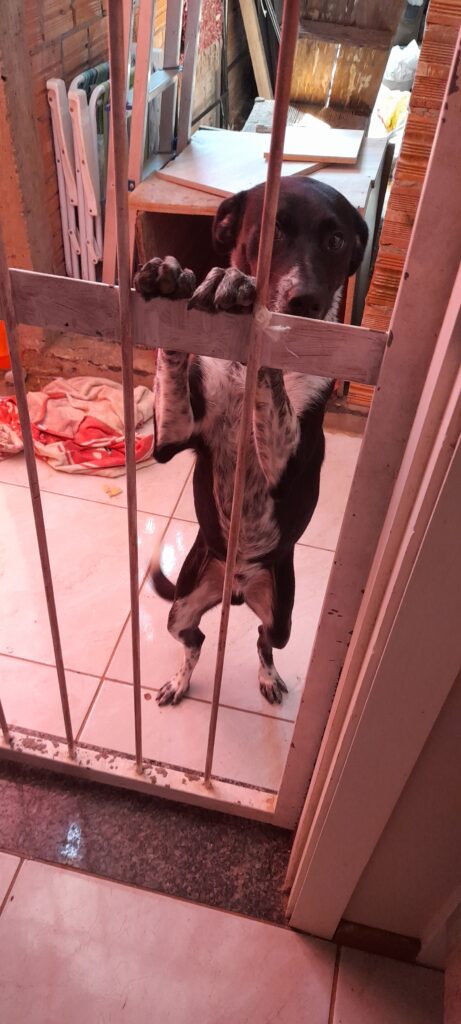 Cachorro Grande para adoção em Cachoeirinha - Rio Grande do Sul