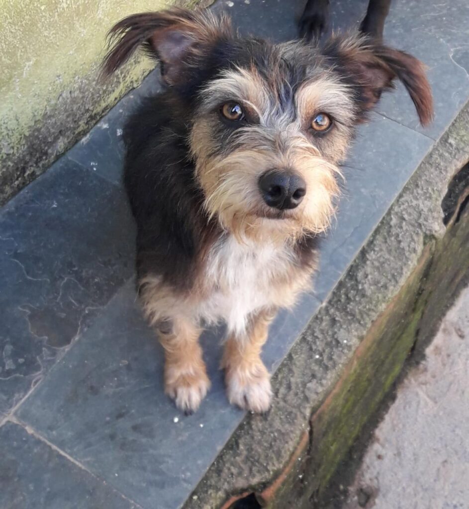 Cachorro Médio para adoção em Belo Horizonte - Minas Gerais