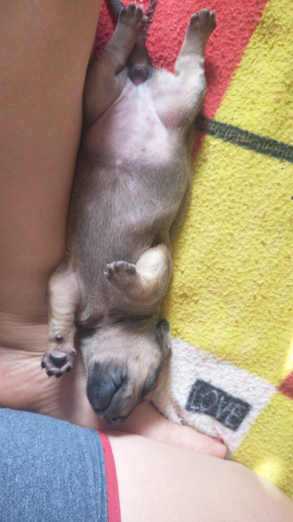 Cachorro Pequeno para adoção em Brasília - Distrito Federal