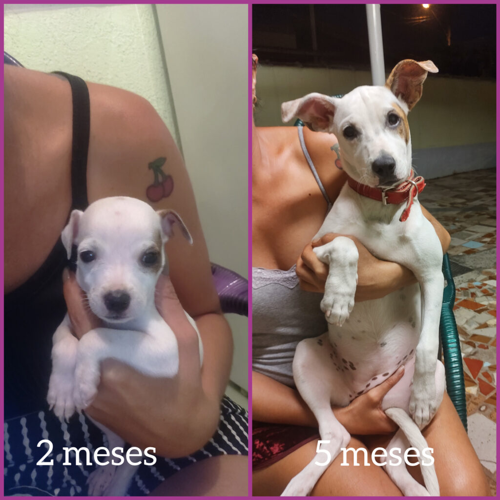 Cachorro Médio para adoção em Sumaré - São Paulo