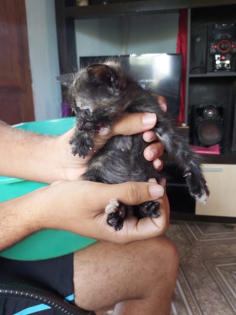 Gato Pequeno para adoção em Igarassu - Pernambuco