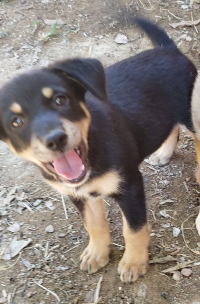 Cachorro Pequeno para adoção em Nova Iguaçu - Rio de Janeiro