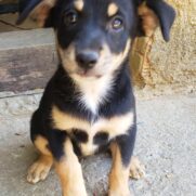 Cachorro porte pequeno para adoção em Nova Iguaçu - Rio de Janeiro