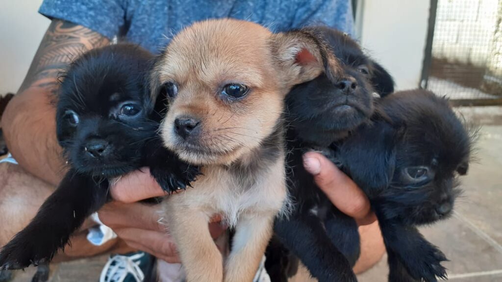 Cachorro Pequeno para adoção em Belo Horizonte - Minas Gerais