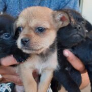 Cachorro porte pequeno para adoção em Belo Horizonte - Minas Gerais