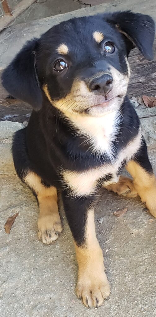 Cachorro Pequeno para adoção em Nova Iguaçu - Rio de Janeiro