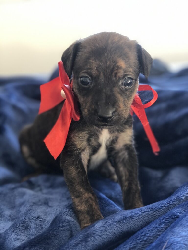 Cachorro Médio para adoção em Mogi das Cruzes - São Paulo