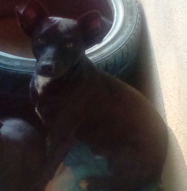 Cachorro Médio para adoção em Contagem - Minas Gerais