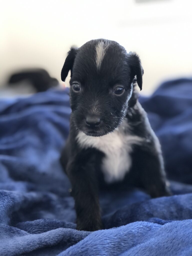 Cachorro Médio para adoção em Mogi das Cruzes - São Paulo