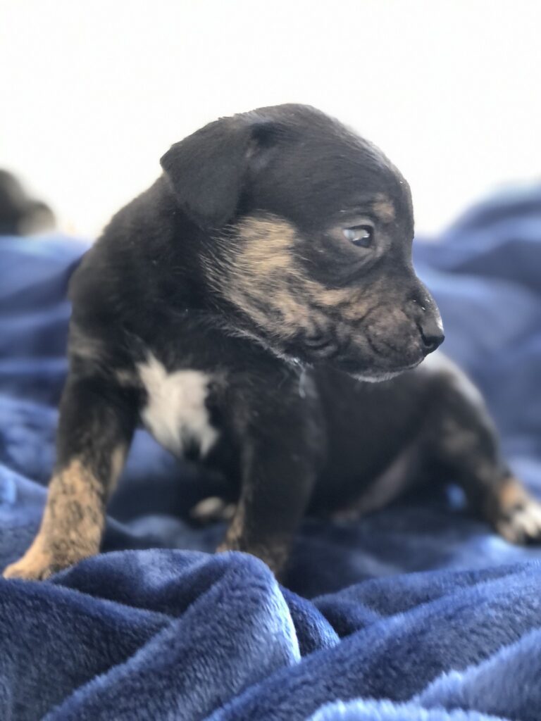 Cachorro Médio para adoção em Mogi das Cruzes - São Paulo