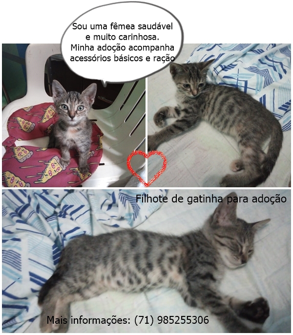 Gato Pequeno para adoção em Salvador - Bahia