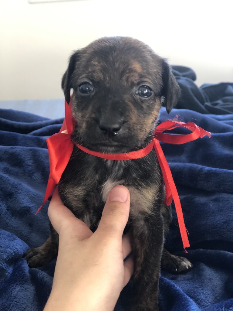 Cachorro Médio para adoção em Mogi das Cruzes - São Paulo