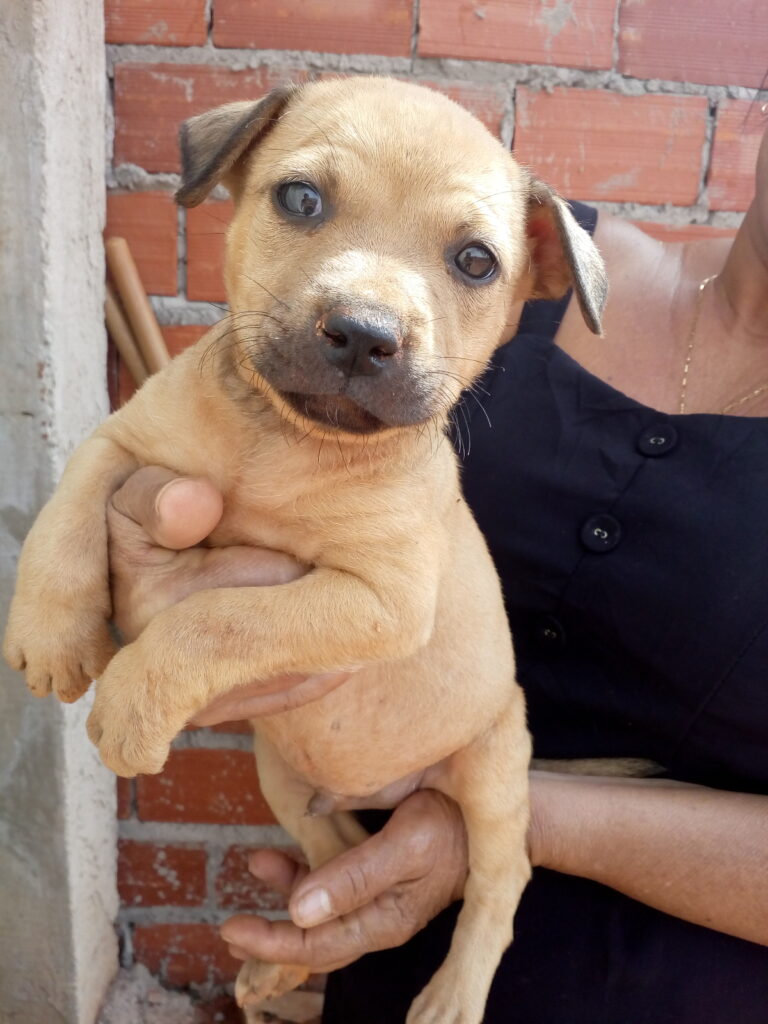 Cachorro Pequeno para adoção em Senador Canedo - Goiás