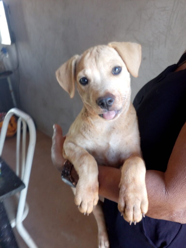 Cachorro Pequeno para adoção em Senador Canedo - Goiás