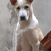 Cachorro porte grande para adoção em Contagem - Minas Gerais