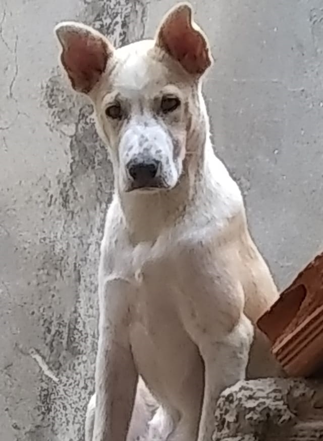 Cachorro Grande para adoção em Contagem - Minas Gerais