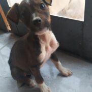 Cachorro porte medio para adoção em Mogi das Cruzes - São Paulo