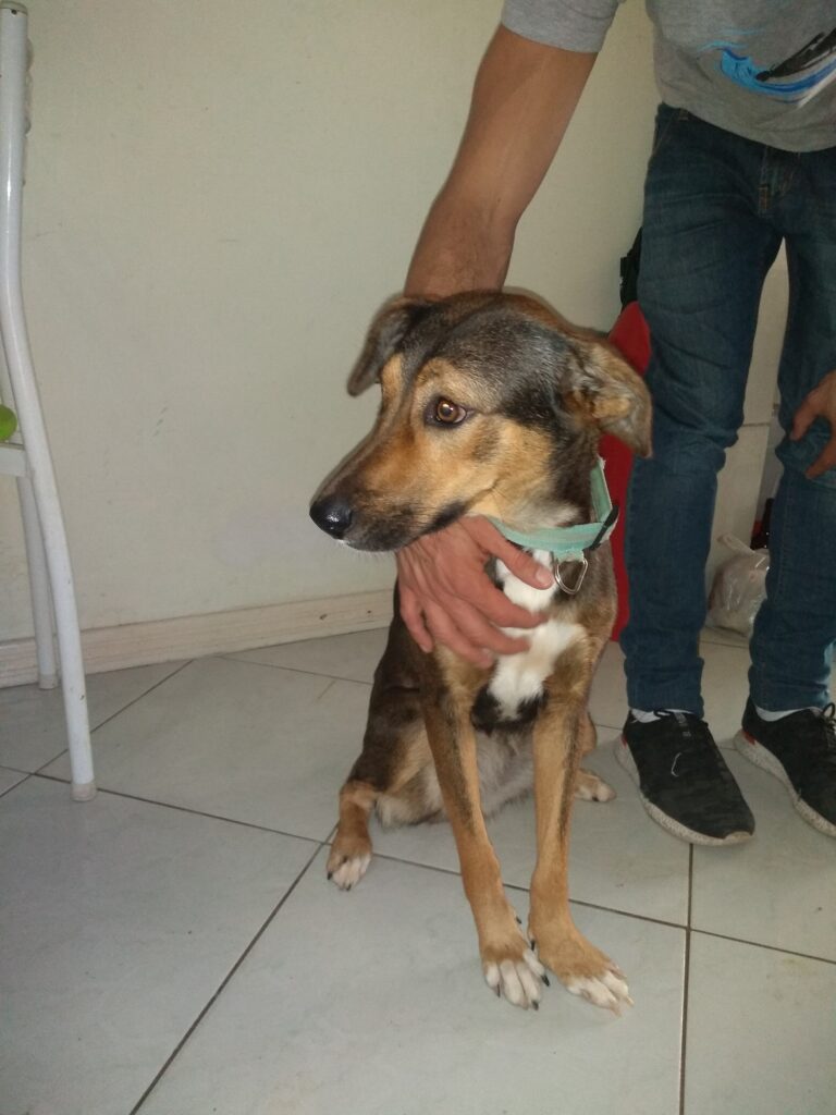 Cachorro Médio para adoção em Balneário Camboriú - Santa Catarina