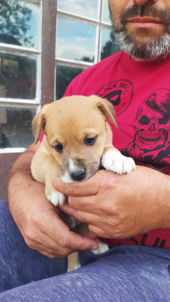 Cachorro Médio para adoção em Mogi das Cruzes - São Paulo