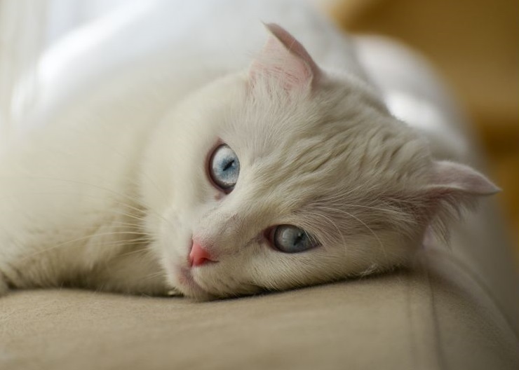 Gato Pequeno para adoção em Belo Horizonte - Minas Gerais