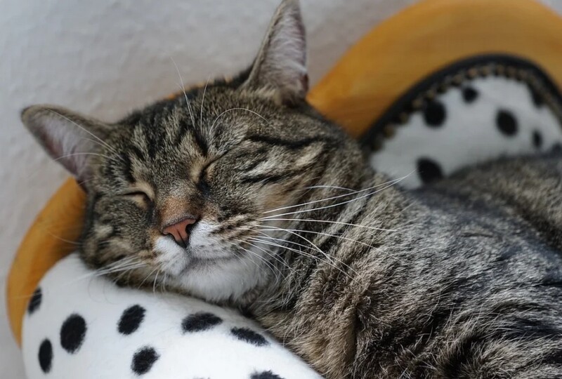 Gato Médio para adoção em Belo Horizonte - Minas Gerais