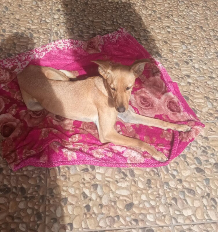 Cachorro Médio para adoção em Campinas - São Paulo