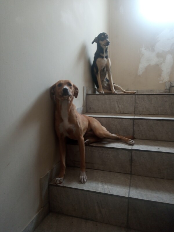 Cachorro Médio para adoção em Duque de Caxias - Rio de Janeiro