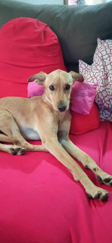 Cachorro Médio para adoção em Campinas - São Paulo