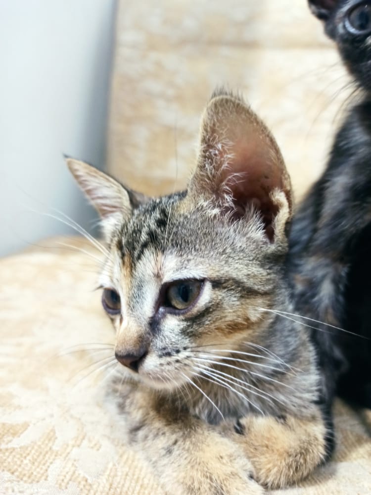 Gato Pequeno para adoção em Goiânia - Goiás